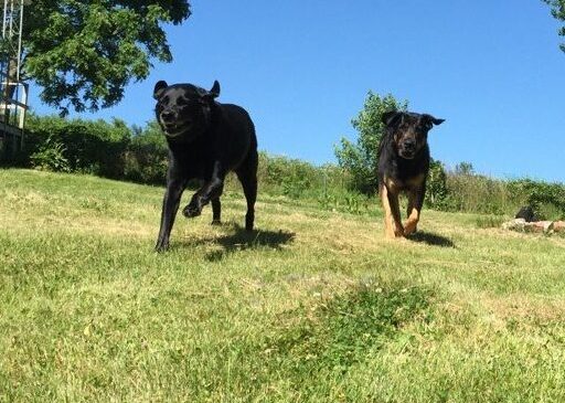 E105543F-B3BF-48E9-98E1-6F0407E9967E_1_105_c